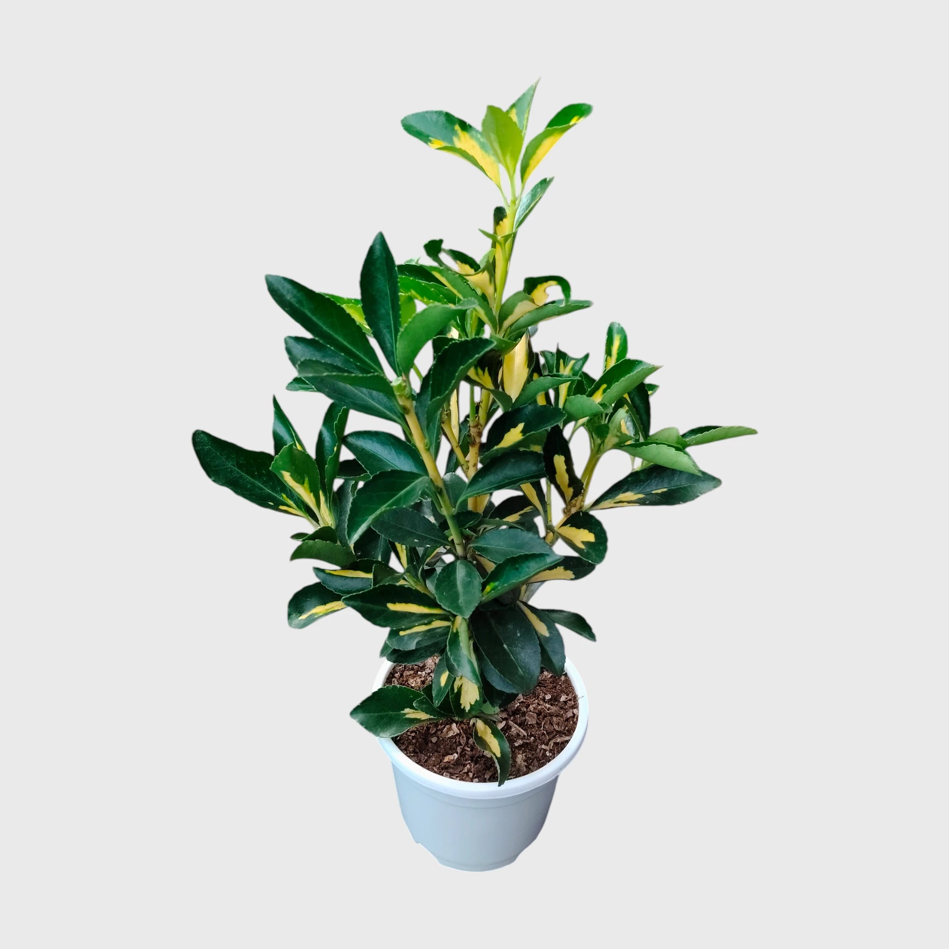 Golden Euonymus Ovatus Aureus Japanese Spindle – Golden Variegated Ornamental Shrub | Evergreen Hedge & Landscape Plant | With Pot