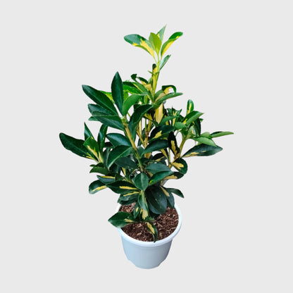 Golden Euonymus Ovatus Aureus Japanese Spindle – Golden Variegated Ornamental Shrub | Evergreen Hedge & Landscape Plant | With Pot