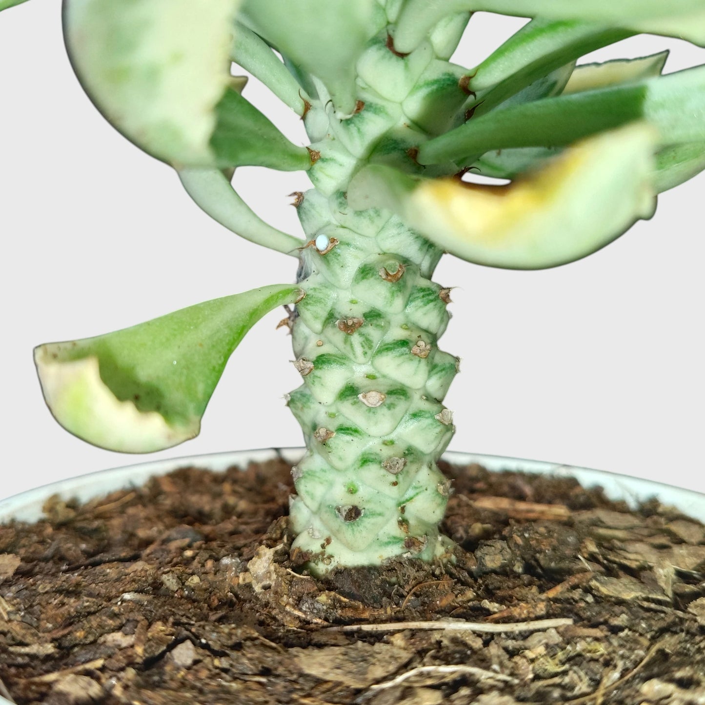 Rare Euphorbia Monadenium Stapelioides Variegata | Well Rooted Mature Variegated Succulent