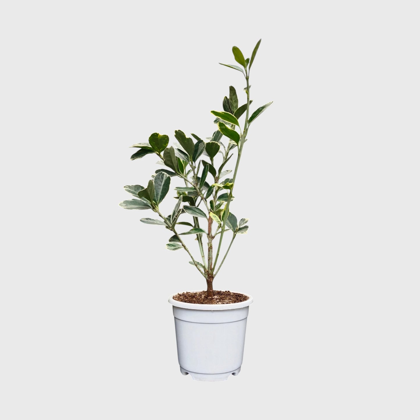 Euonymus Japonicus White Spire – Variegated Evergreen Ornamental Shrub | Upright Landscape Plant | With Pot