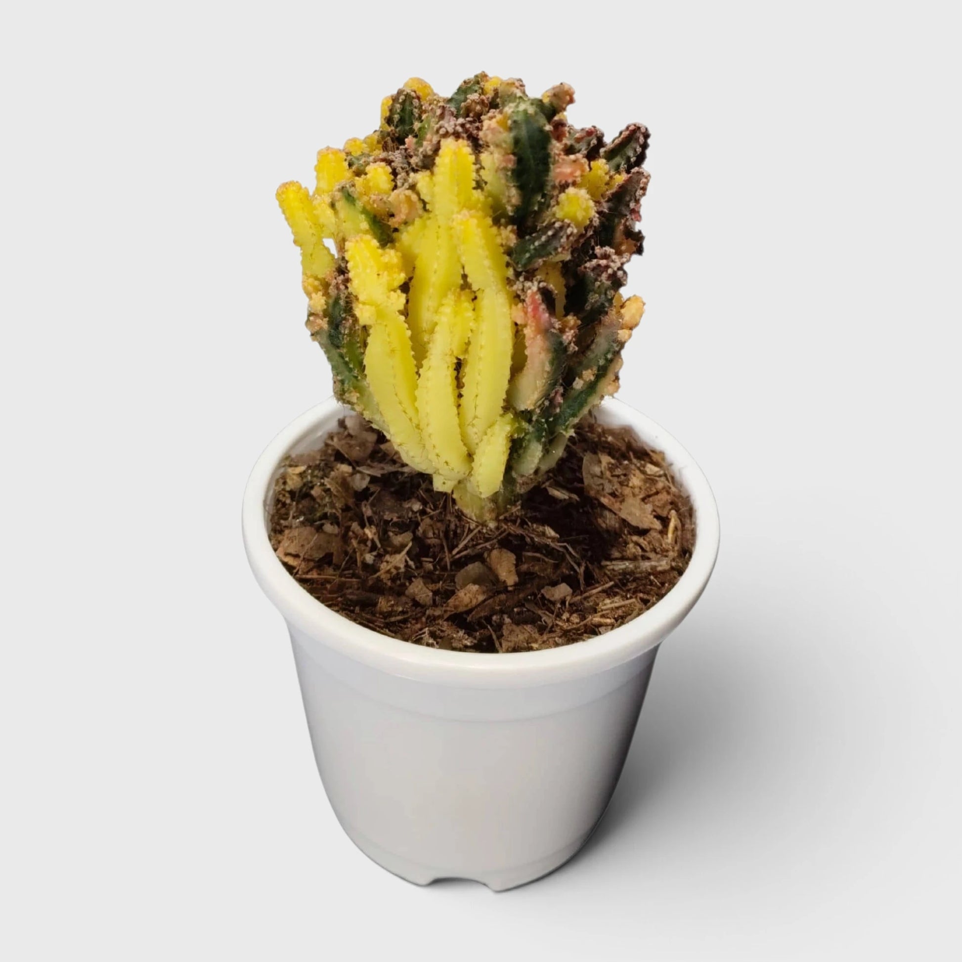 Fairy Castle Variegated Cactus | Rare Variegated Live Cactus