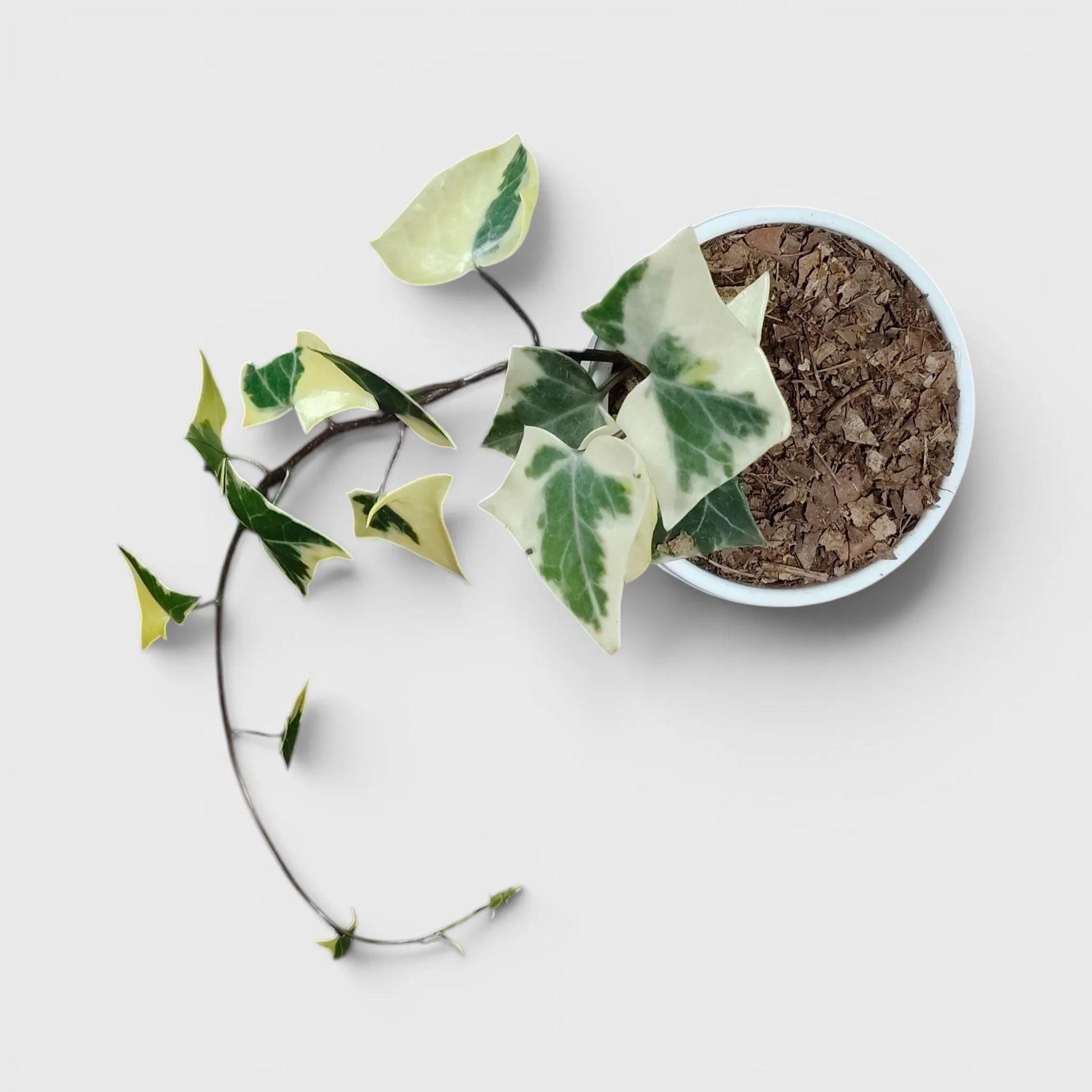 Wax Ivy (Senecio macroglossus) | Well Rooted Mature Variegated Hanging Plant