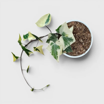 Wax Ivy (Senecio macroglossus) | Well Rooted Mature Variegated Hanging Plant