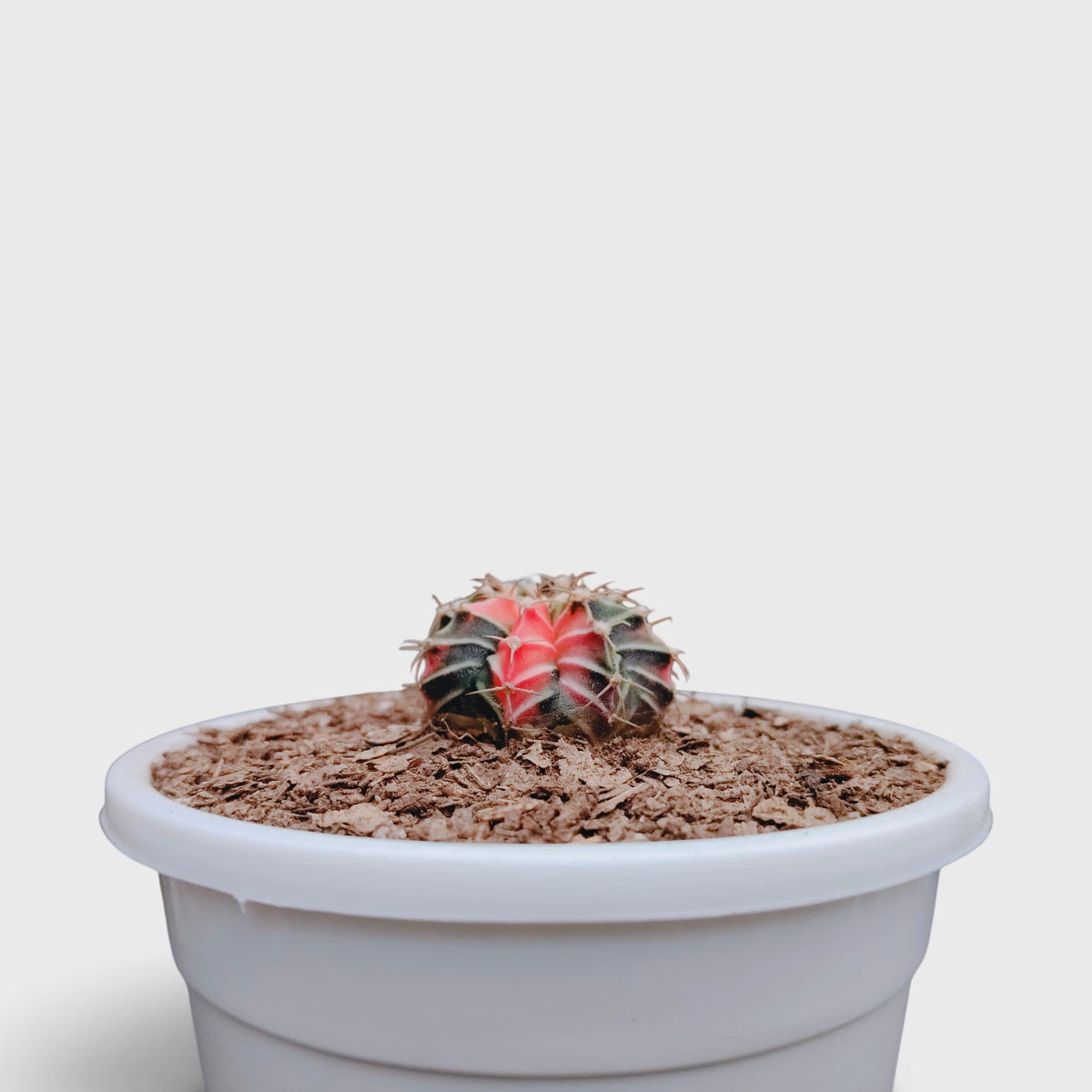 Gymnocalycium LB Mihanovichii Variegated – Colorful Variegated Cactus