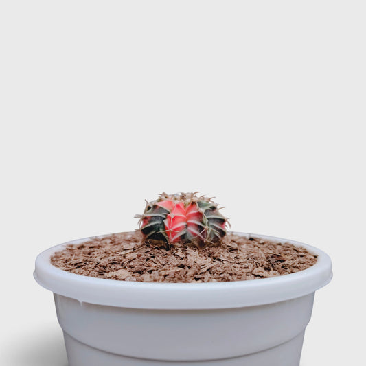 Variegated Gymnocalycium Mihanovichii cactus plant