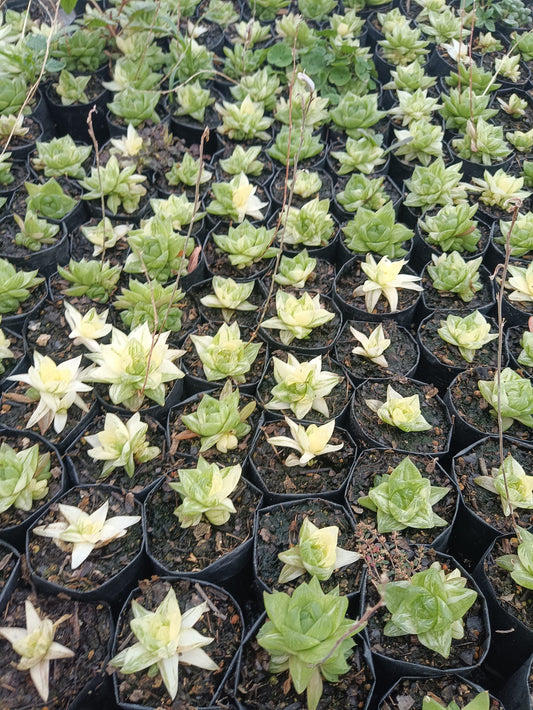 Variegated Haworthia Cymbiformis: Available on Frek! - My Store