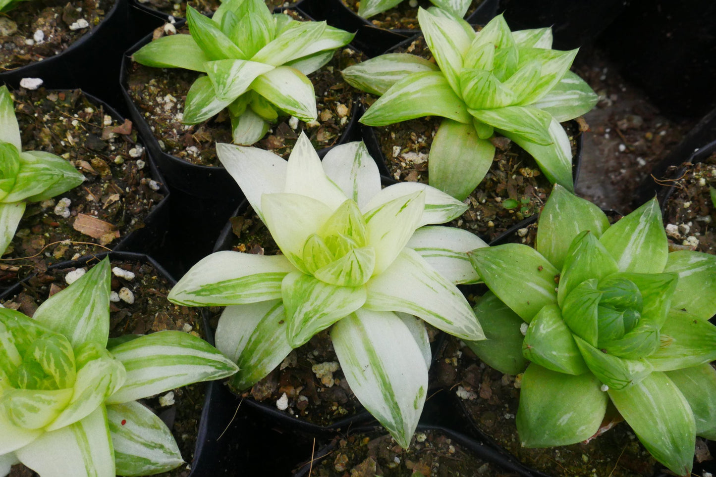 Variegated Haworthia Cymbiformis: Available on Frek! - My Store