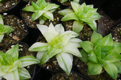 Variegated Haworthia Cymbiformis: Available on Frek! - My Store