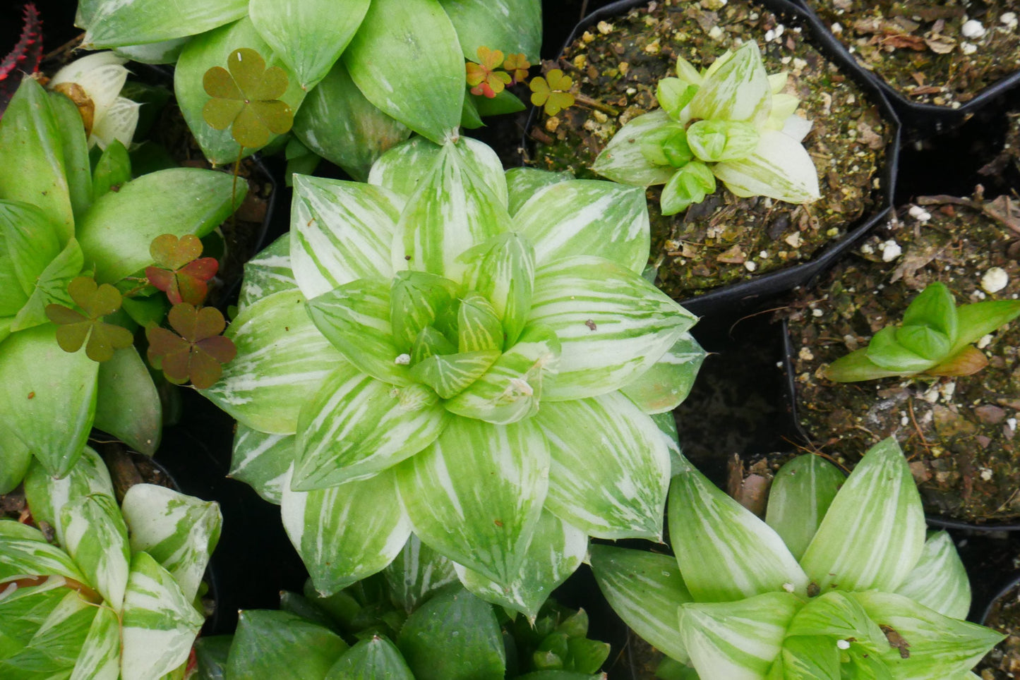 Variegated Haworthia Cymbiformis: Available on Frek! - My Store