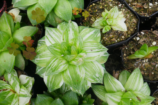 Variegated Haworthia Cymbiformis: Available on Frek! - My Store