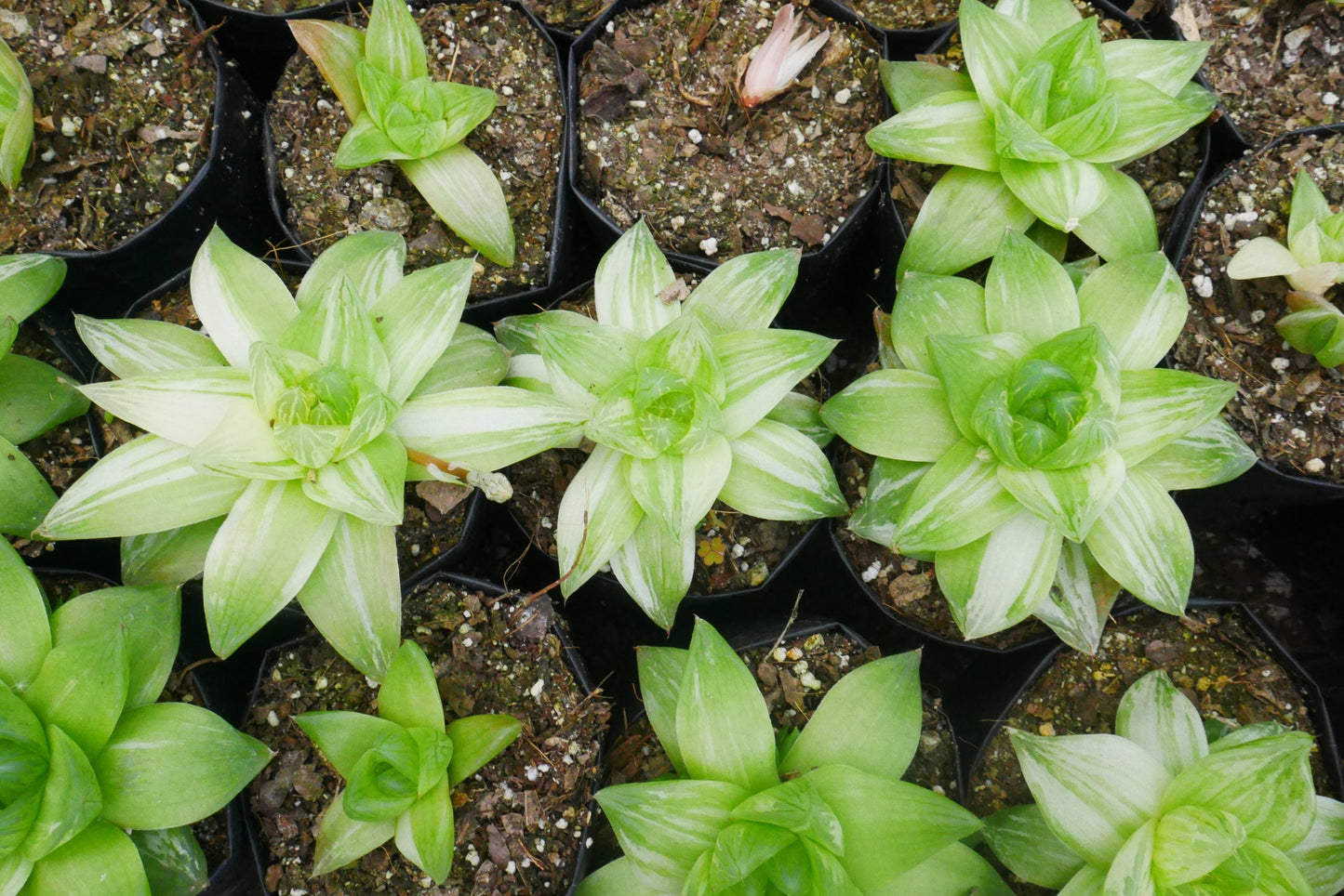 Variegated Haworthia Cymbiformis: Available on Frek! - My Store