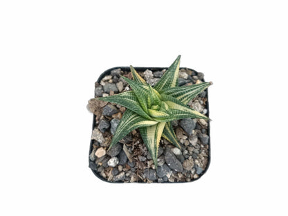 Variegated Haworthia Limifolia (Seed Grown) - Unique Beauty for Any Space – Bare-Rooted