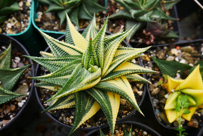 Variegated Haworthia Limifolia (Seed Grown) - Unique Beauty for Any Space – Bare-Rooted