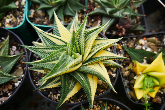 Variegated Haworthia Limifolia (Seed Grown) - Unique Beauty for Any Space - My Store