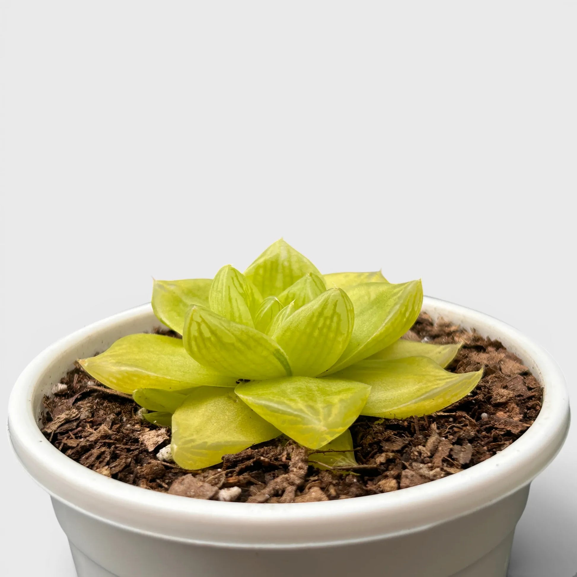 Golden Yellow Haworthia Cymbiformis Rare Variegated Succulent Plant | Perfect for Indoor Collections | Bare Rooted