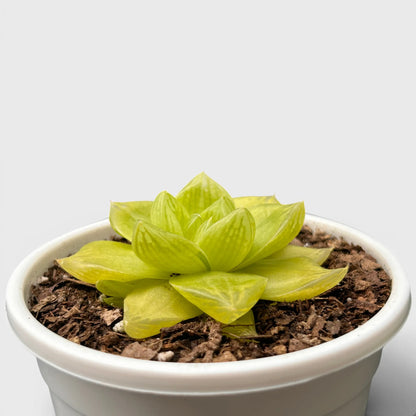 Golden Yellow Haworthia Cymbiformis Rare Variegated Succulent Plant | Perfect for Indoor Collections | Bare Rooted