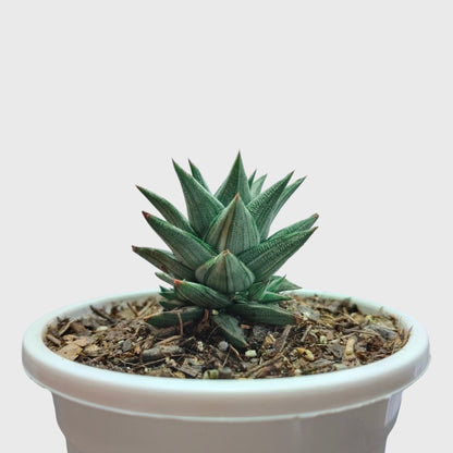 Haworthia Tortuosa Variegated - Rare Imported Succulent Plant | With Pot