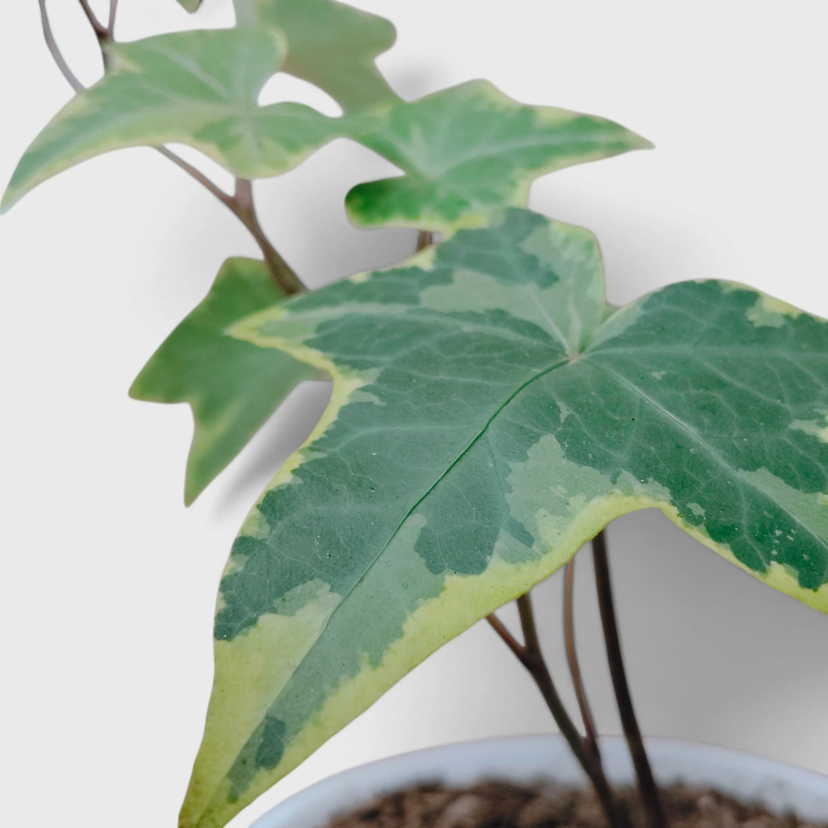 Variegated English Ivy (Hedera Helix) – Trailing Foliage Plant | Perfect for Home Decor & Balconies