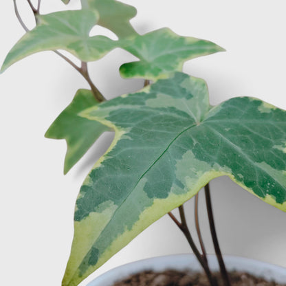 Variegated English Ivy (Hedera Helix) – Trailing Foliage Plant | Perfect for Home Decor & Balconies