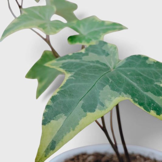 Variegated English Ivy (Hedera Helix) – Trailing Foliage Plant | Perfect for Home Decor & Balconies
