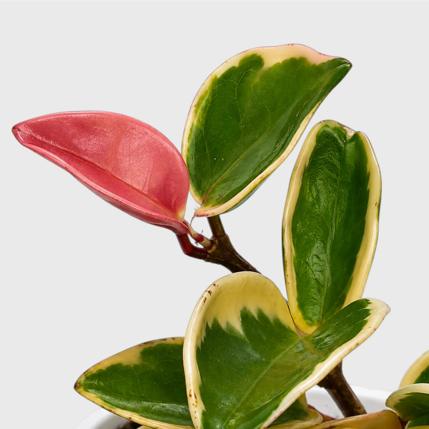 Hoya Krimson Queen 'Karnosa' Variegated | Mature Hanging Hoya Plant