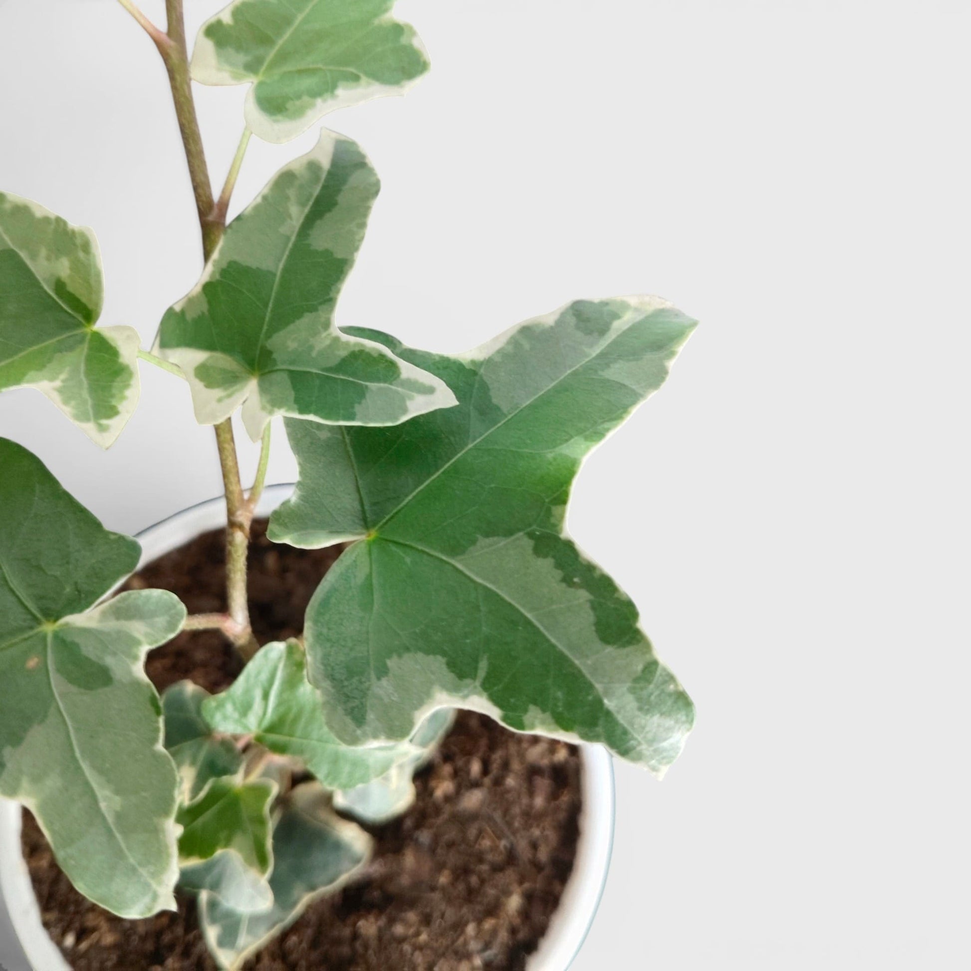 Glacier Hedera Helix New Hybrid – Variegated Trailing Hanging Ivy Plant | Bare Rooted