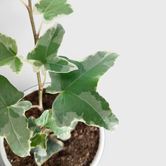 Glacier Hedera Helix New Hybrid – Variegated Trailing Hanging Ivy Plant | Bare Rooted