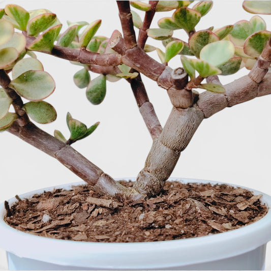 Good Luck Mini Jade Plant – Big Size Variegated Jade Bonsai