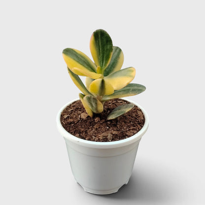 Golden Crassula Ovata Variegated Hummel's Sunset (Good Luck Vastu Plant) Jade Plant