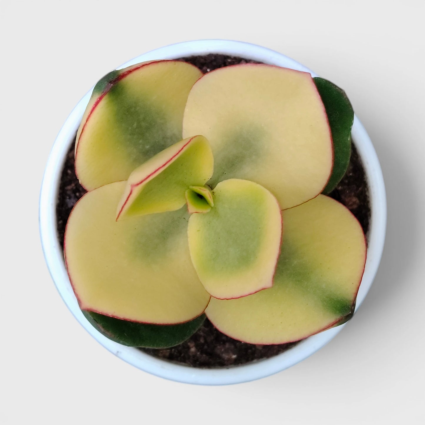 Rare Golden Crassula Ovata Maruba Variegated Tricolor | Well Rooted Mature Lucky Jade Plant