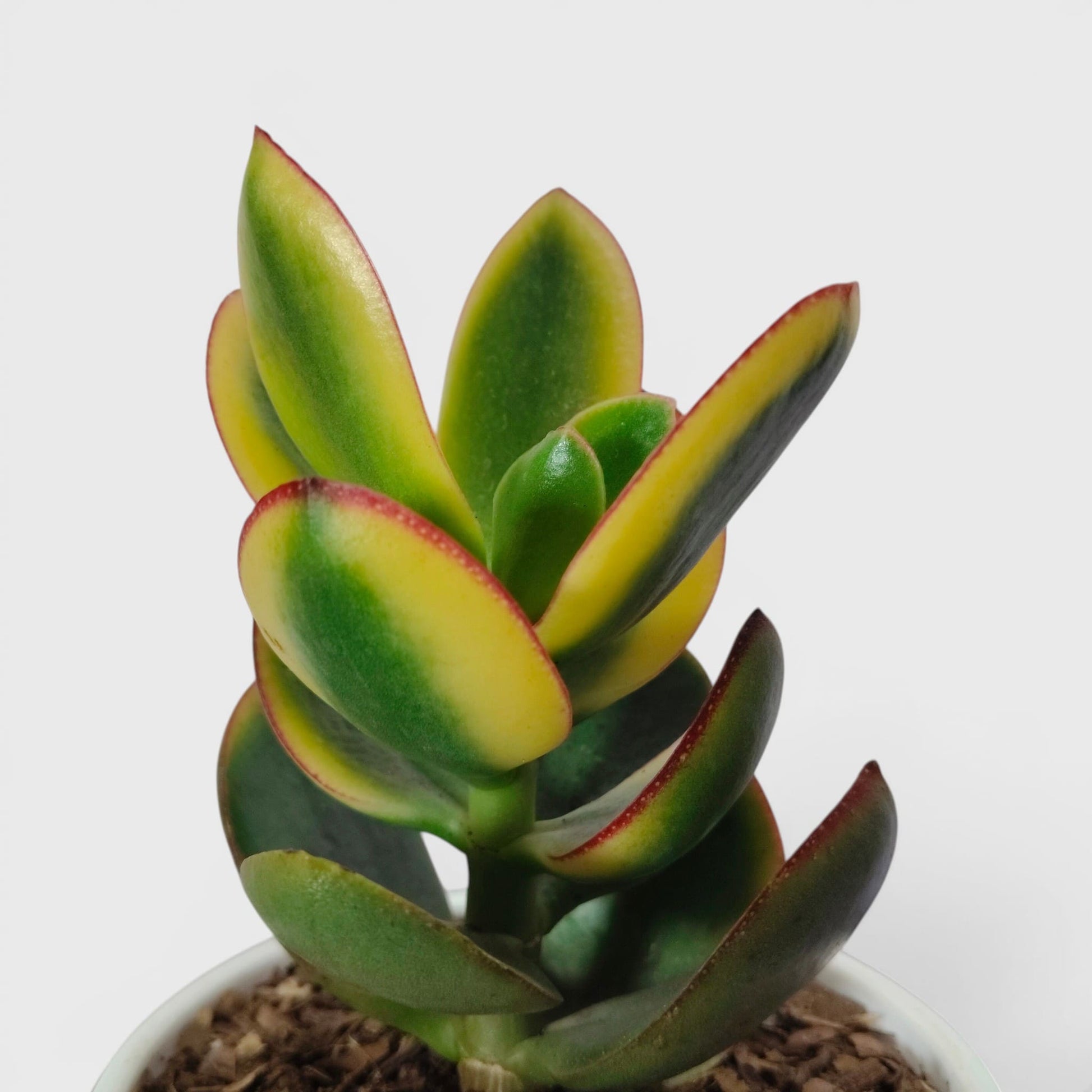 Crassula Ovata Maruba Variegated Tricolor – Rare Jade Succulent Indoor Plant | Good Luck Jade Plant for Home and Offices | Bare Rooted