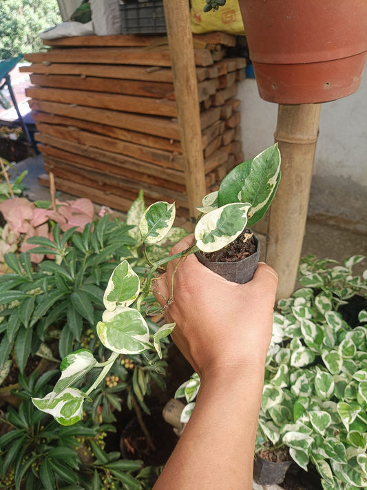 Variegated Money Plant (Pothos) - Epipremnum aureum - My Store