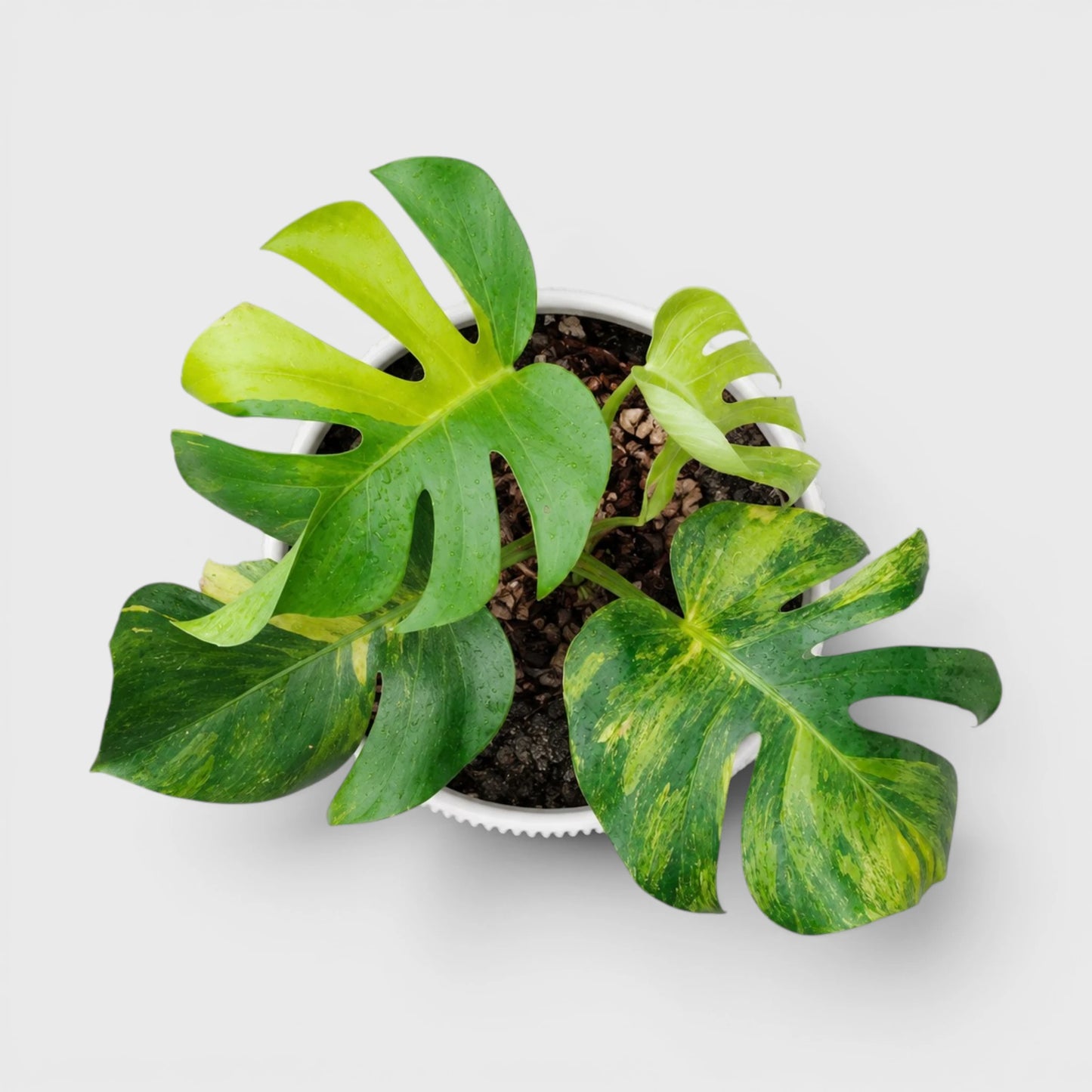 Rare Monstera Aurea Variegated | Premium Variegated Monstera Live Plant