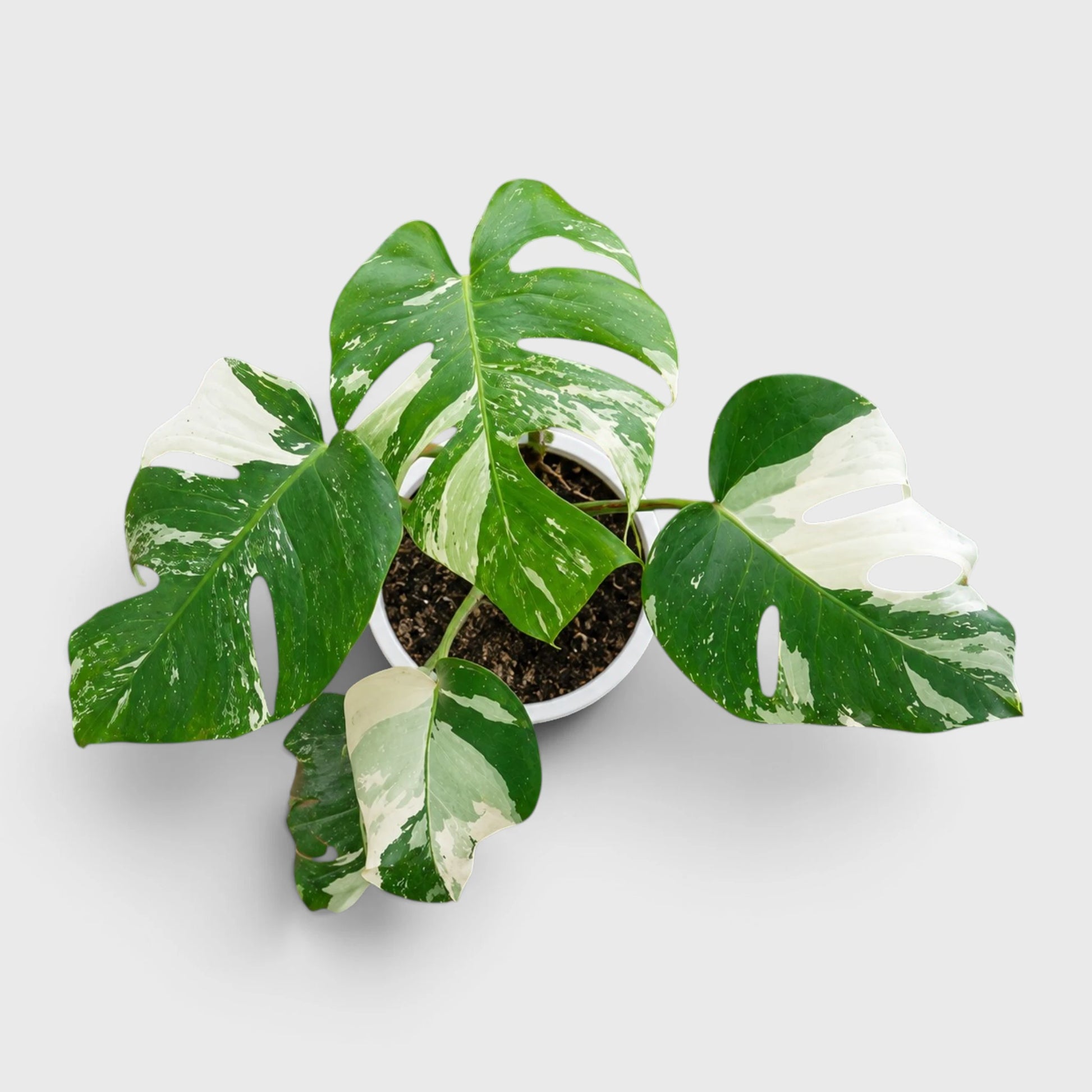 Monstera Albo Variegated | Rare Variegated Monstera Mature Live Plant