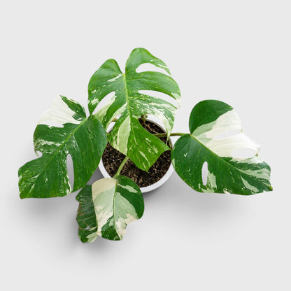 Monstera Albo Variegated | Rare Variegated Monstera Mature Live Plant