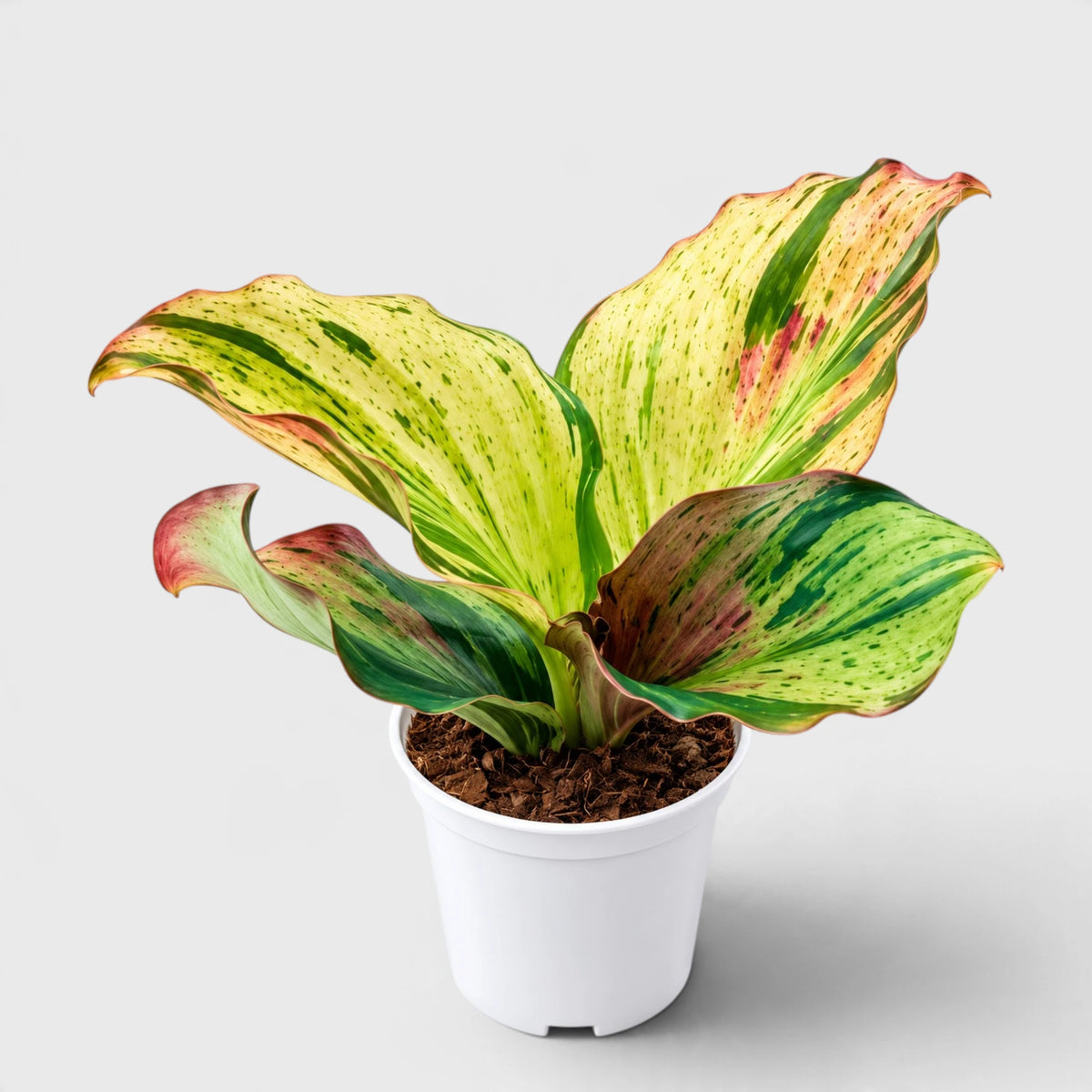 Variegated Peacock Ginger (Kaempferia) – Ornamental Foliage Plant with Pot