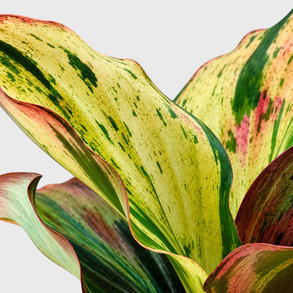 Variegated Peacock Ginger (Kaempferia) – Ornamental Foliage Plant with Pot