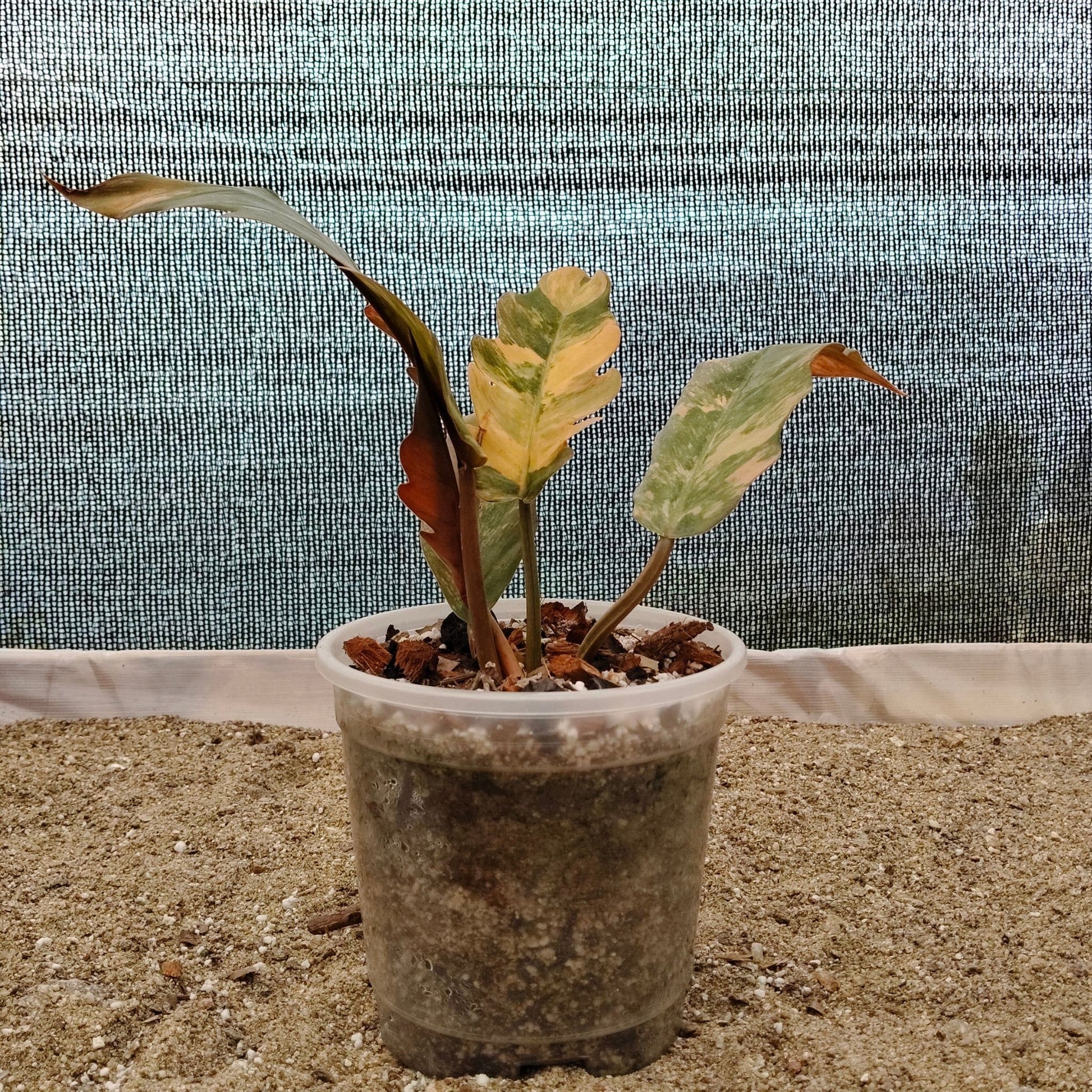 Philodendron Caramel Marble Variegated – Mature Size (6–10 Inches) Rare Collector Plant
