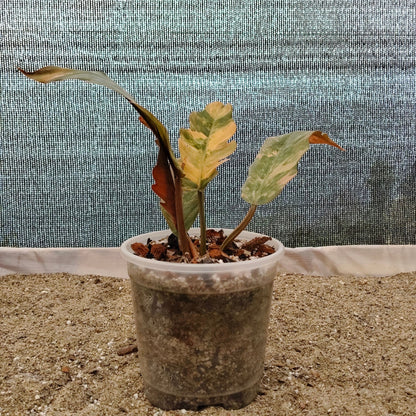 Philodendron Caramel Marble Variegated – Mature Size (6–10 Inches) Rare Collector Plant