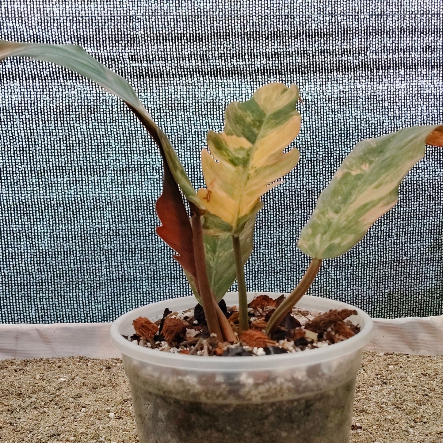 Philodendron Caramel Marble Variegated – Mature Size (6–10 Inches) Rare Collector Plant