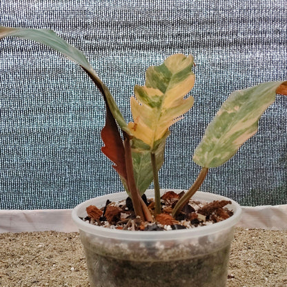 Philodendron Caramel Marble Variegated – Mature Size (6–10 Inches) Rare Collector Plant