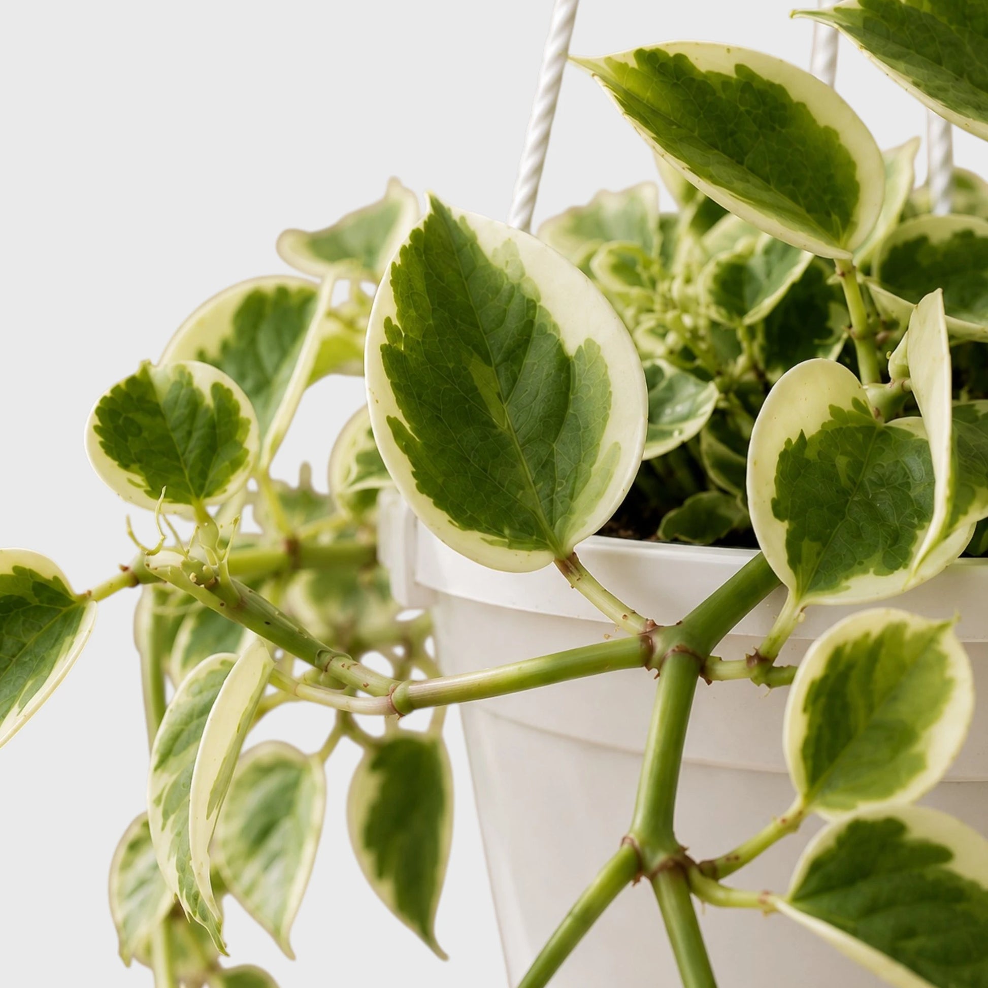 Money Plant (Variegated Pothos)