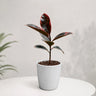 Variegated Rubber Plant (Ficus elastica 'Tineke' / 'Ruby') | Mature Indoor Live Plant