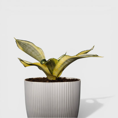 Compact variegated snake plant in pot