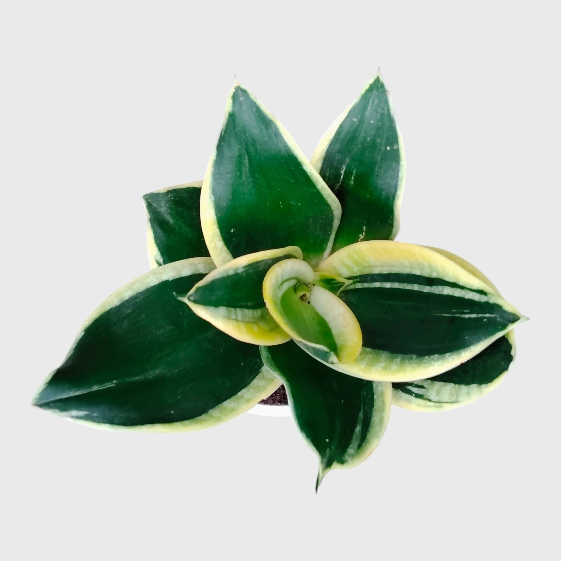 Compact variegated snake plant for indoor decor