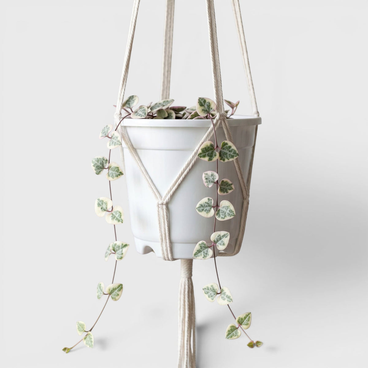Easy-care hanging plant