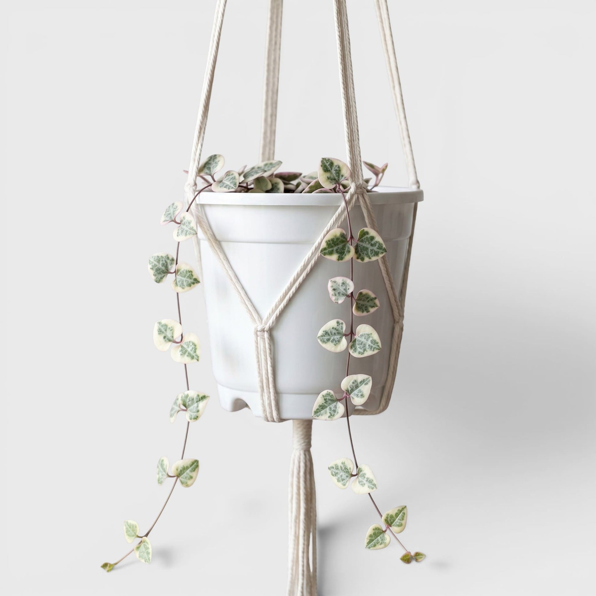 String of Hearts Variegated – Small Size Well Rooted Hanging Plant with Bulbs (1–2 Strings) | Perfect for Gifting | Bare Rooted