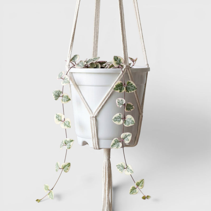 Easy-care hanging plant