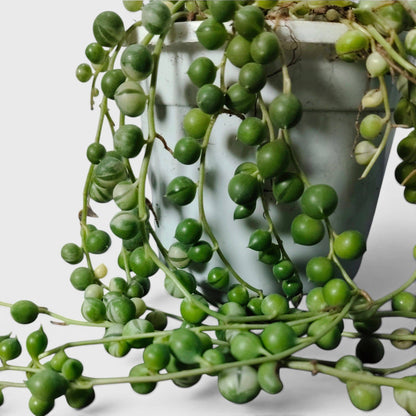 String of Pearls Variegated – Bushy Well Rooted Trailing Hanging Succulent Plant | Low Maintenance Home Decor Plant | Bare Rooted
