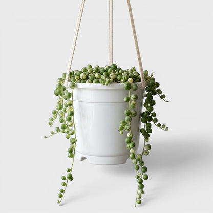 String of Pearls Variegated – Bushy Well Rooted Trailing Hanging Succulent Plant | Low Maintenance Home Decor Plant | Bare Rooted